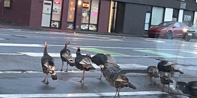 Sunday SUN and a Turkey Trot!