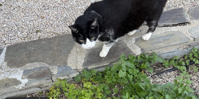 Garden Gazing