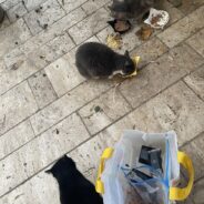 Free and Friendly Ferals Feeding