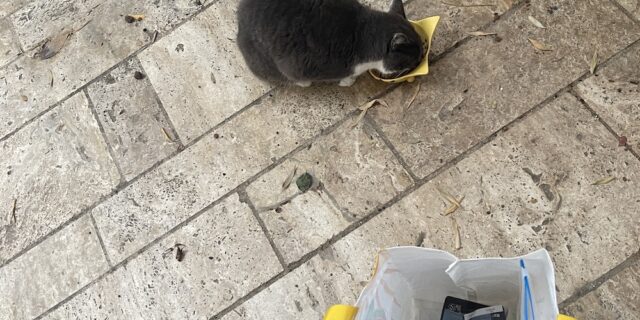 Free and Friendly Ferals Feeding